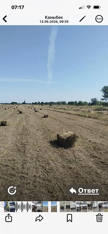 Клевера в тюках 1 кос