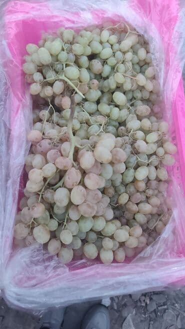 сорта люцерны в кыргызстане: Мандарины Оптом, Платная доставка — 6