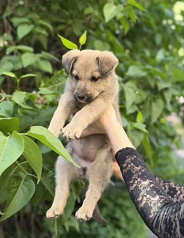 Продажа собак: Алабай, 2 месяца, Самец — 2