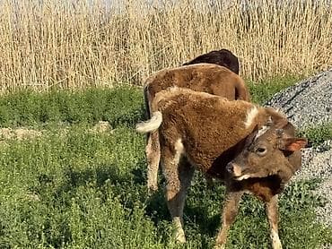 телята: Продаю | Музоо, торпок | На откорм — 4