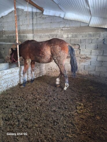 кролик декоративный: Продаю | Жеребец | Рабочий | Племенные — 3