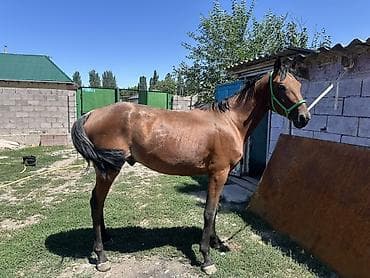 Сатам | Байтал, Тай | Ат спорту — 1