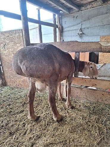 кошка мышык: Сатам | Кочкор (эркек) | Көбөйтүү үчүн | Асыл тукумдуу — 6