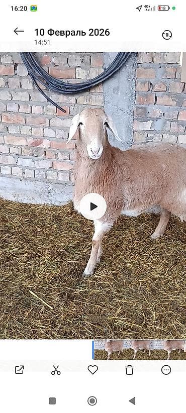 зоосалон грумира бишкек: Сатам | Козу | Арашан | Көбөйтүү үчүн | Ургаачы — 5