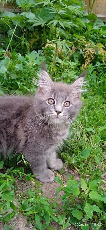 котят бесплатно: Мейн-кун, 3 месяца, Мальчик, Приучена к лотку, Проглистована — 2