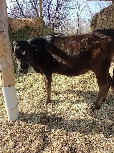 Ветеринар кызматы: Сатам | Кунаажын | Алатоолук | Көбөйтүү үчүн, Сүт алуу үчүн | Кысыр — 5