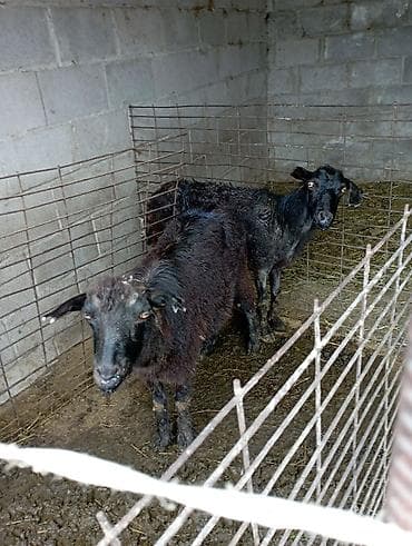продается коза: Продаю | Коза (самка), Козёл (самец) | Зааненская — 4