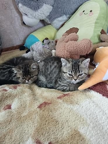 кошка бенгальская: Британские короткошёрстные котята в добрые руки — 4
