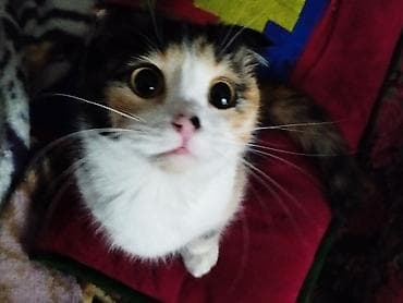 кошка скотиш фолд: Скотиш Фолд (Шотландская вислоухая), 6 месяцев, Девочка — 1