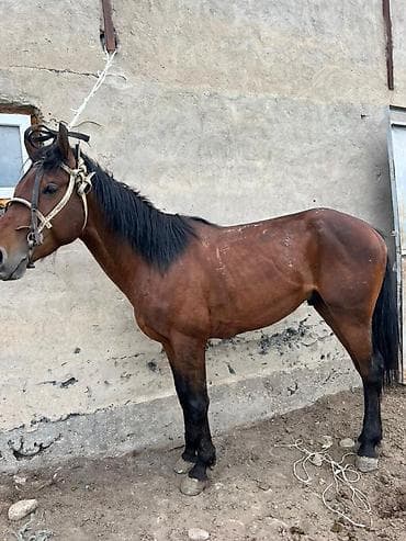 fermer kg: Продаю | Конь (самец) | Рабочий — 3