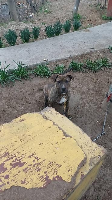 chi su: Питбуль, 5 месяцев, Самец — 1