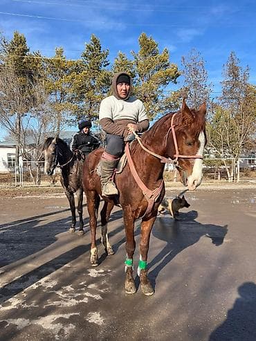 Айыл-чарба жаныбарлары: Сатам | Байтал | Дончак | Жумушка — 3