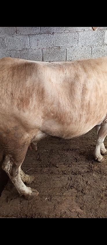 хайлайн соня: Продаю | Корова (самка) | Для разведения | Привязанные — 3