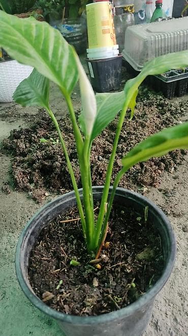 Спатифиллум (Spathiphyllum) в горшке - Домашнее цветущее комнатное