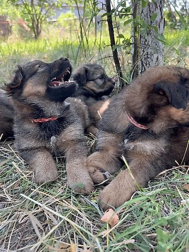 Собака даром: Дворняжка, 2 месяца, Самец, С прививкой