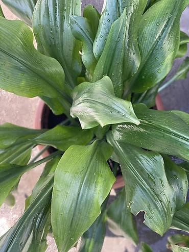 Комнатные растения: Аспидистра (Aspidistra elatior) в декоративном горшке Амазонская — 3