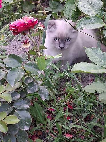 вислоухие котята купить: Скотиш Фолд (Шотландская вислоухая), 3 месяца, Мальчик, Проглистована, С прививками, Приучена к лотку — 1