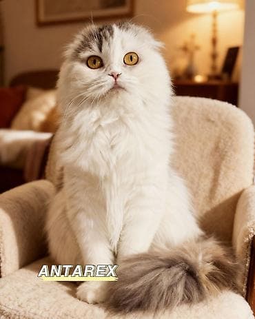 шотландский вислоухий длинношерстный кот цена: Шотландские короткошерстные котята от красивой привозной пары — 6