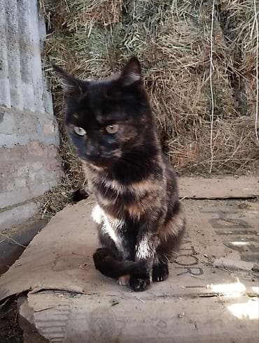 мышык сатылат: 10 айлык, Ургаачы, Аргын, Лотокко барууга үйрөтүлгөн, Курттардан тазаланган — 1