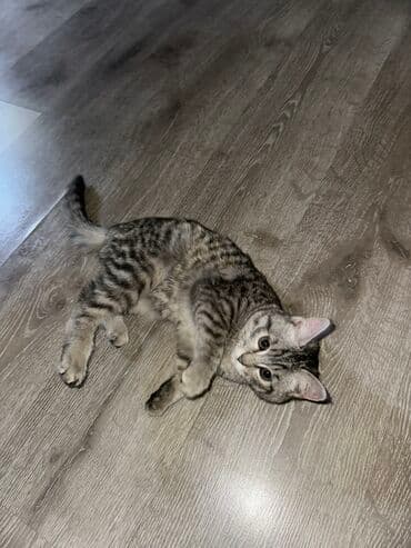 домик для кошки на улицу: Кошка даром: Бенгальская, 3 месяца, Девочка — 1