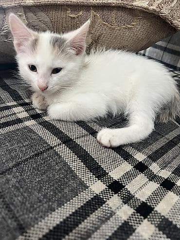 мышык сатылат: 2 айлык, Ургаачы, Лотокко барууга үйрөтүлгөн — 1