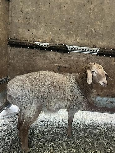 Башка жаныбарлар: Сатам | Ургаачы кой (ургаачы) | Көбөйтүү үчүн | Ургаачы — 3