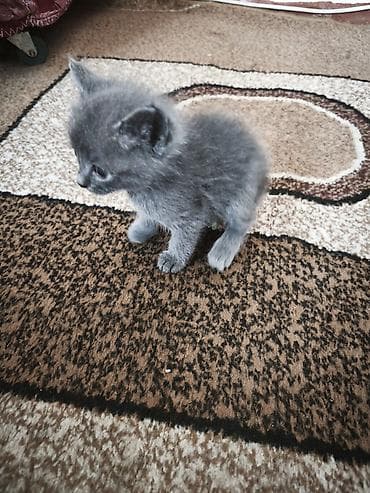 Отдам даром кошку: Отдам за символическую плату котят. Котятам чуть больше месяца, и уже — 2