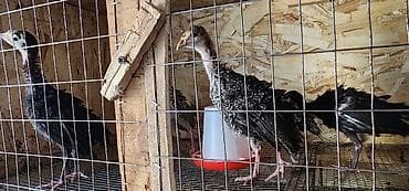 голуби животное: Продаю | Индюшата | Полукровка — 1