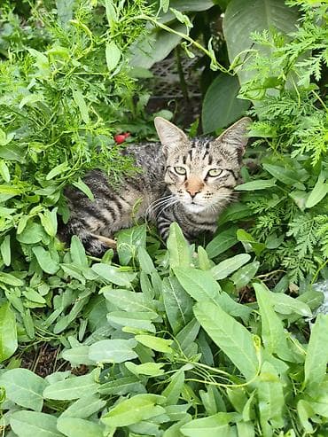 приют для кошек: 1 год, Мальчик, Приучена к лотку — 3