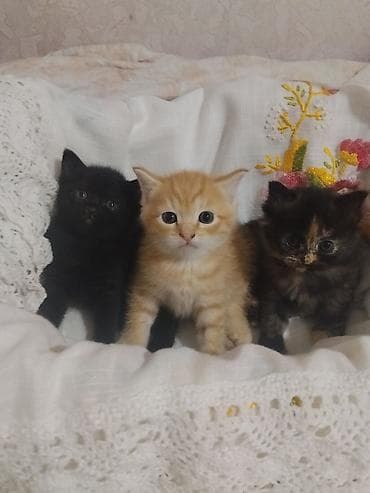 Котята домашние, короткошёрстные. Помёт из трёх малышей: - чёрный —