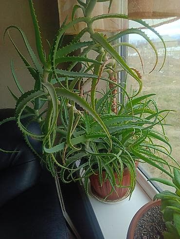 Лимоны: Срочна ❗ Комнатный гулдордун турлору коп. Баарын жакшы баада берем — 5