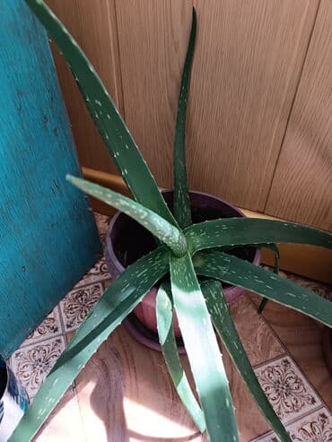 саженцы тюльпанов: Алоэ Вера 5 летний цена 650 сом,на втором фото алоэ обычный — 1