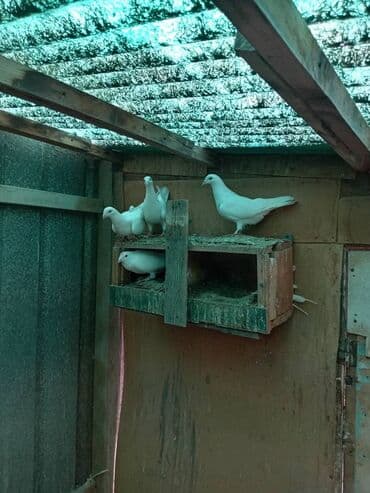 С/х животные и товары: ПРОДАЮ 2 ПАРЫ БЕЛЫХ ПОЧТОВЫХ ГОЛУБЕЙ ЗА 3000 СОМ. ПАРА 1500 СОМ — 2