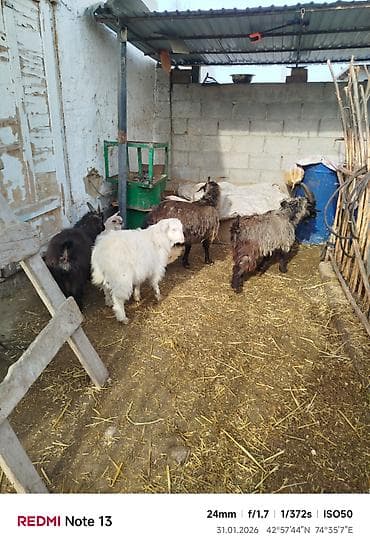 лошадь в бишкеке: Продаю | Коза (самка) | Полукровка | Для разведения — 4