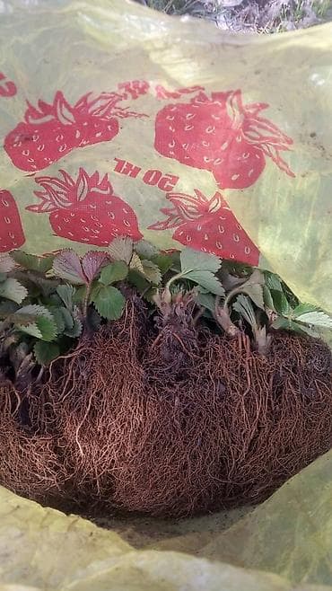 кукуруза на попкорн: Саженцы (Көчөт) Клубника Альбион сатылат. Ачык тамыр, жерден казылган — 5