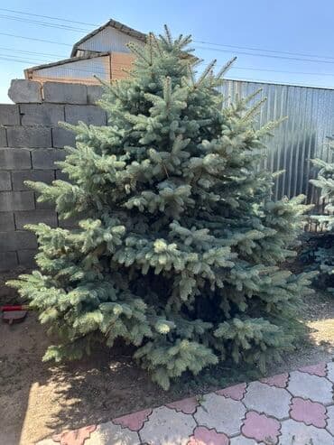 купить декоративные деревья: Саженцы деревьев: Ели, Самовывоз — 2