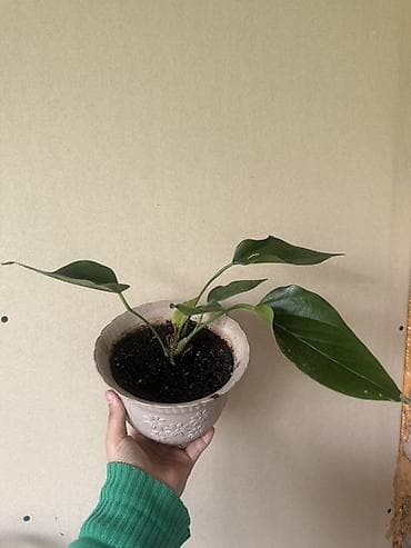 палка: Комнатное растение в декоративном горшке. - Вид: неприхотливый ароид — 1