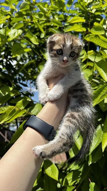 британская кошка бишкек: Шотландские вислоухие котята - Плюшевые малыши с характерными — 6