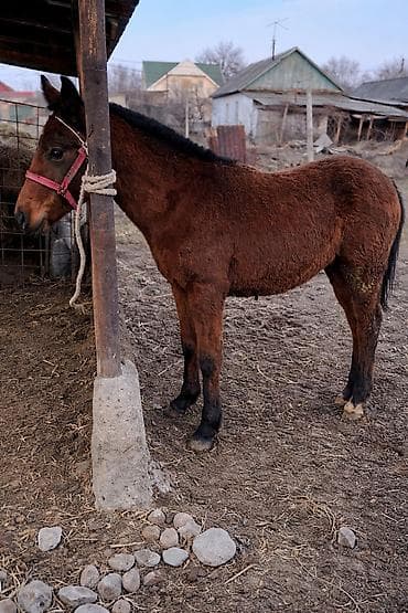 Продаю | Жеребец