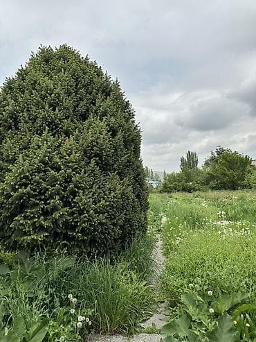участок в селе байтик: 20 соток, Для строительства, Договор купли-продажи, Красная книга, Тех паспорт — 2
