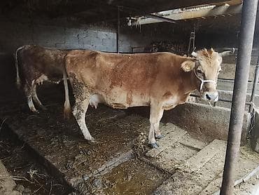 Продаю | Корова (самка) | Для молока | Привязанные at lalafo.kg Продаю | Корова (самка) | Для молока | Привязанные