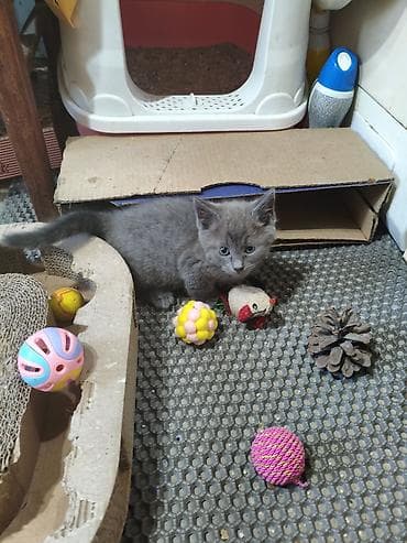 Продажа кошек: Британская короткошёрстная, 1 месяц, Мальчик, Голубой, Приучена к лотку — 4