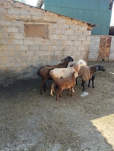 куриный дом: Продаю | Овца (самка), Ягненок — 1