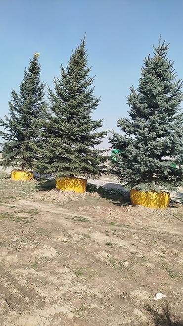 лес дерево: Черенки — 3