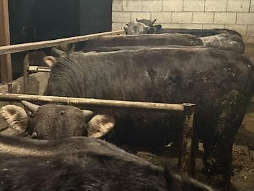 Сатам | Бука (эркек) | Союуга — 4