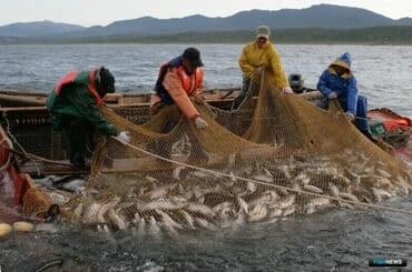 фарель живой: Замороженный, Более 10 кг, Самовывоз — 8