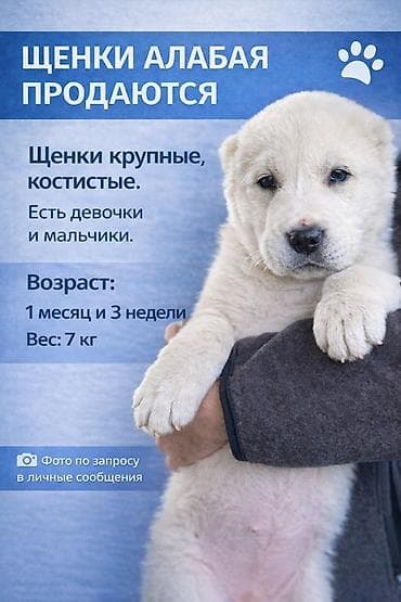 Вязка собак: Алабай, 1 месяц, Самка, С прививкой — 1
