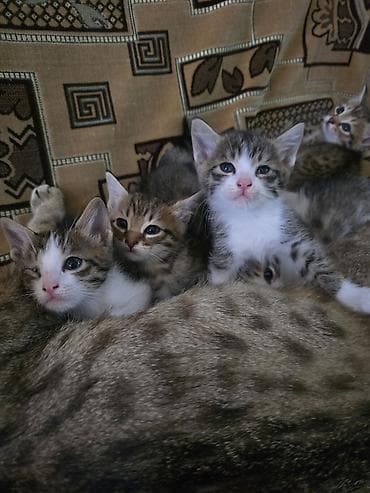 ангорская кошка: Котята, помёт от домашней кошки. На фото — пятеро малышей — 7