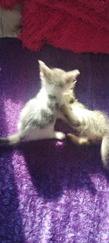 новорожденные котята: Очаровательные котята-дворяшки - Возраст: примерно 1–2 месяца (по — 2