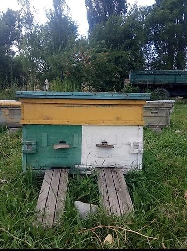 Үй жана бакча: Жыгач Ящик — 1